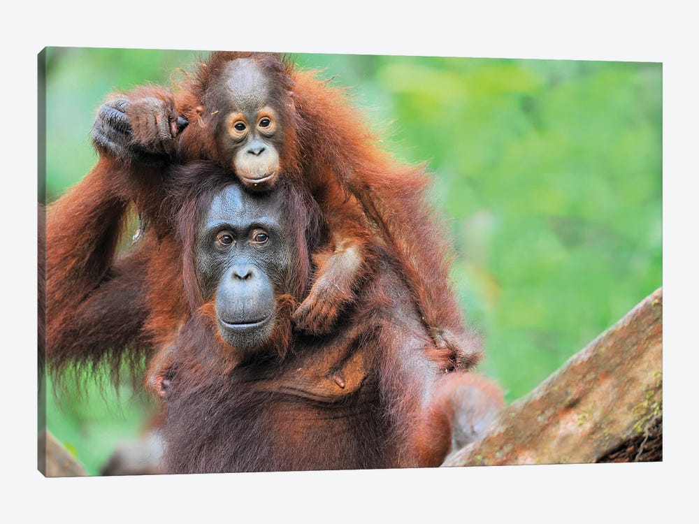 Pickaback Orangutans by Elmar Weiss 1-piece Canvas Artwork