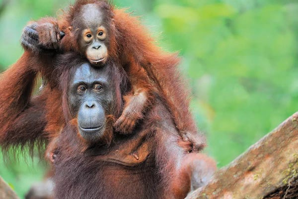 Elmar Weiss: Pickaback Orangutans by Elmar Weiss