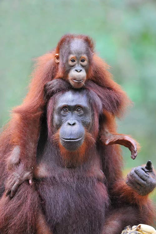 Piggyback - Orangutan Mom And Child