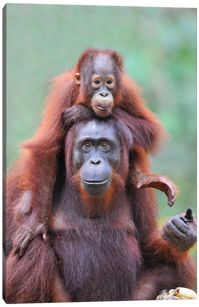Piggyback - Orangutan Mom And Child Canvas Art Print - Orangutan Art