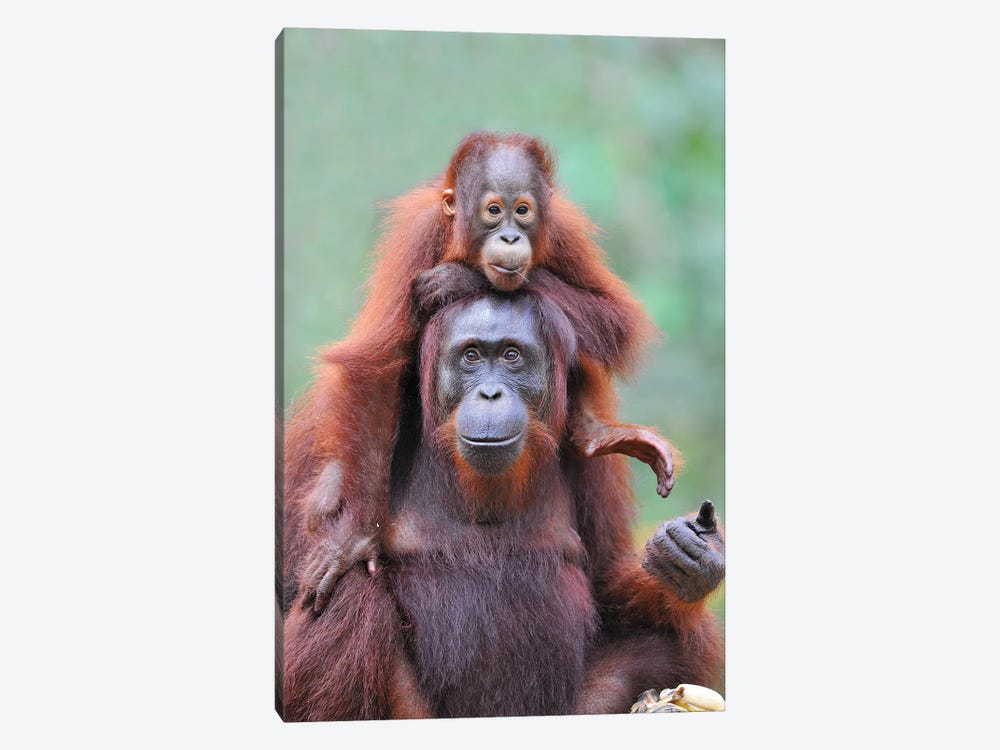 Piggyback - Orangutan Mom And Child by Elmar Weiss 1-piece Canvas Print