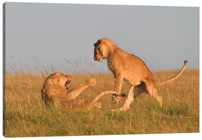 Playfighting Lion Cubs Canvas Art Print - Photogenic Animals