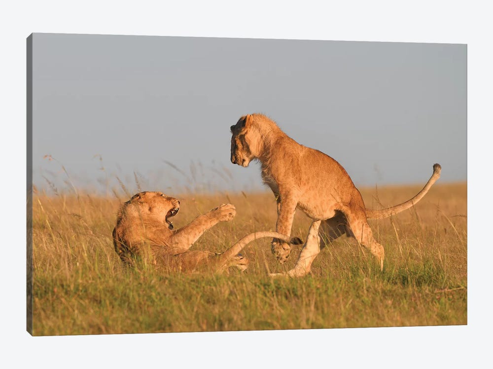Playfighting Lion Cubs by Elmar Weiss 1-piece Canvas Artwork