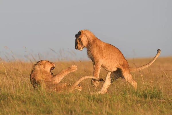 Elmar Weiss: Playfighting Lion Cubs by Elmar Weiss