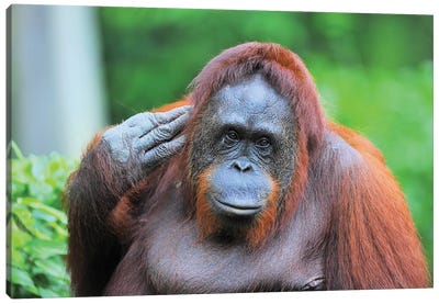 Posing Orangutan Canvas Art Print - Orangutan Art