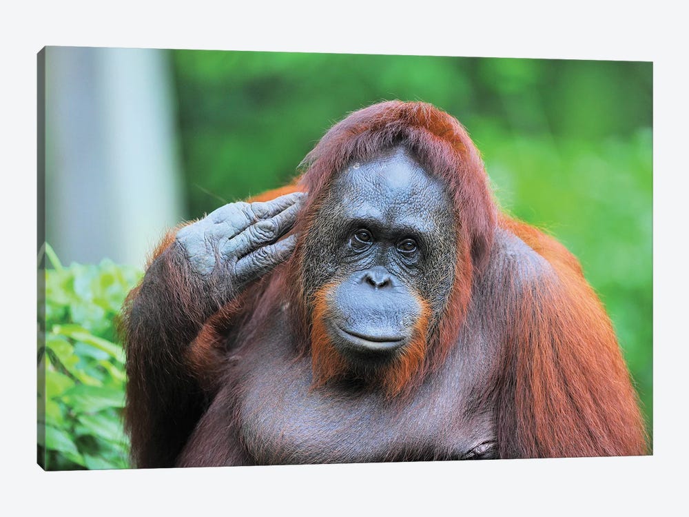 Posing Orangutan by Elmar Weiss 1-piece Art Print