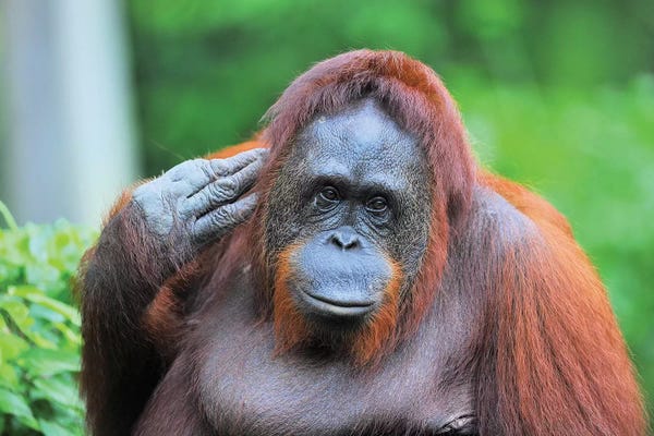 Photogenic Animals: Posing Orangutan by Elmar Weiss
