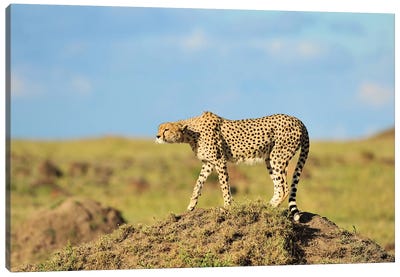 Prey In Sight - Cheetah Canvas Art Print - Elmar Weiss