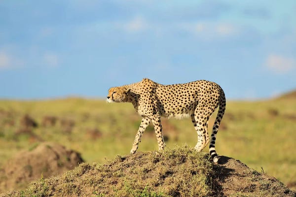 Elmar Weiss: Prey In Sight - Cheetah by Elmar Weiss