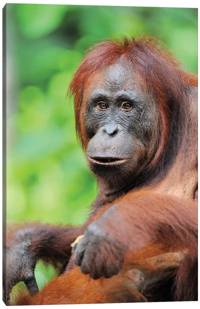Relaxed Orangutan Canvas Art Print - Orangutan Art