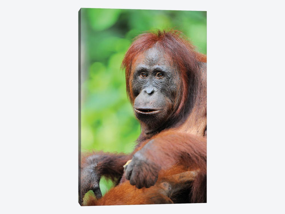 Relaxed Orangutan by Elmar Weiss 1-piece Art Print