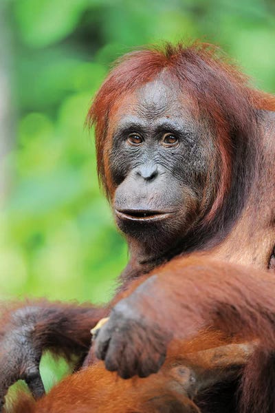 Elmar Weiss: Relaxed Orangutan by Elmar Weiss
