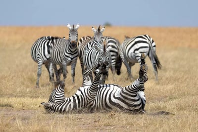 Relaxing Zebra by Elmar Weiss art print