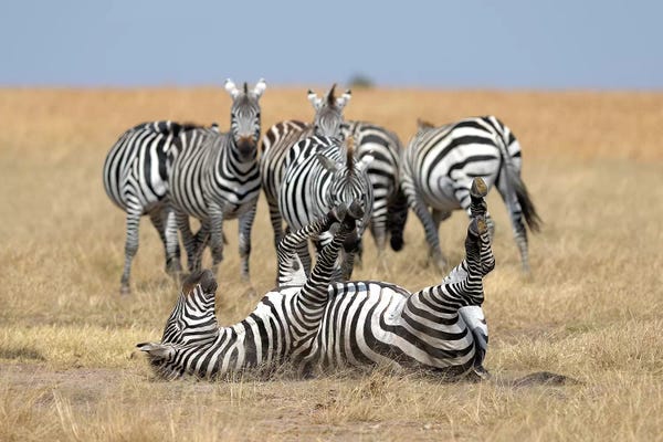 Elmar Weiss: Relaxing Zebra by Elmar Weiss