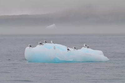 Resting Birds - Disco Bay, Greenland by Elmar Weiss framed canvas print