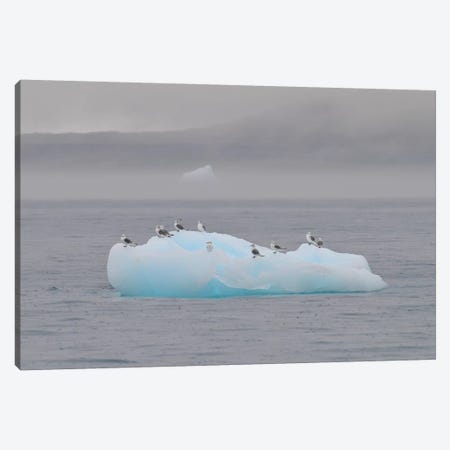 Resting Birds - Disco Bay, Greenland Canvas Print #ELM349} by Elmar Weiss Art Print