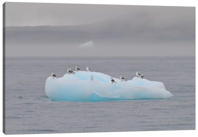 Resting Birds - Disco Bay, Greenland Canvas Art Print - Glacier & Iceberg Art