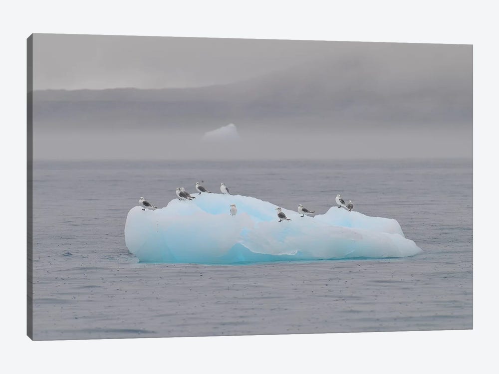 Resting Birds - Disco Bay, Greenland by Elmar Weiss 1-piece Canvas Print
