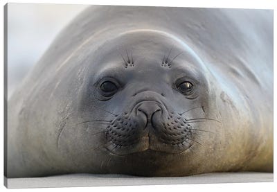 Elephant Seal Canvas Art Print - Seal Art