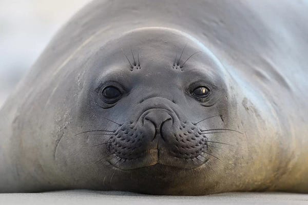 Elmar Weiss: Elephant Seal by Elmar Weiss