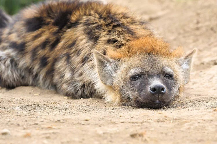 Resting Hyena