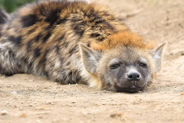 Elmar Weiss: Resting Hyena by Elmar Weiss