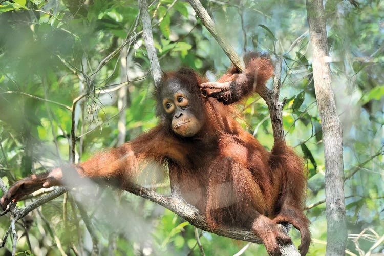 Resting Orangutan Youngster