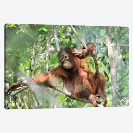 Resting Orangutan Youngster Canvas Print #ELM351} by Elmar Weiss Canvas Art