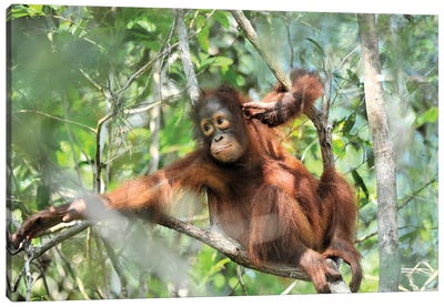 Resting Orangutan Youngster Canvas Art Print - Orangutan Art