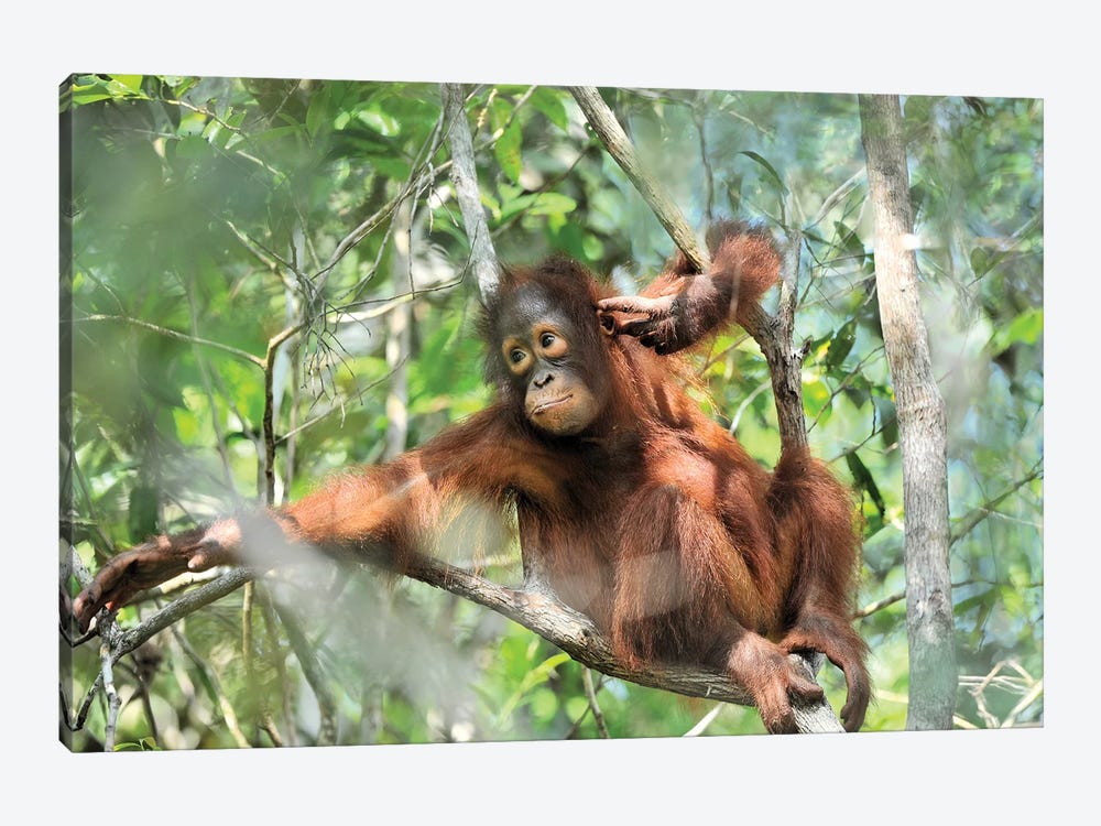Resting Orangutan Youngster by Elmar Weiss 1-piece Canvas Wall Art