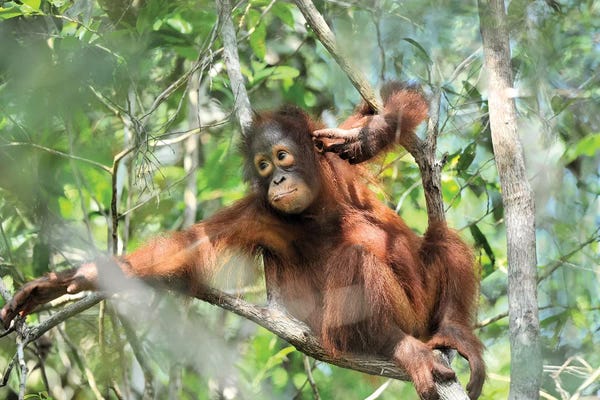 Elmar Weiss: Resting Orangutan Youngster by Elmar Weiss
