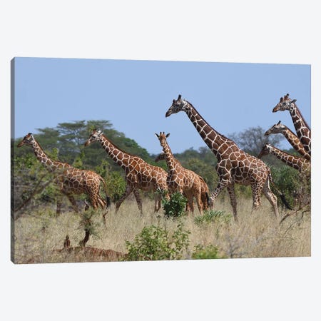 Reticulated Giraffe Herd Canvas Print #ELM352} by Elmar Weiss Canvas Artwork