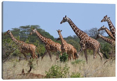 Reticulated Giraffe Herd Canvas Art Print - Elmar Weiss