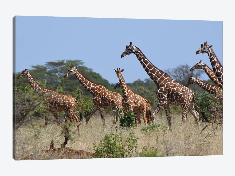 Reticulated Giraffe Herd by Elmar Weiss 1-piece Canvas Print