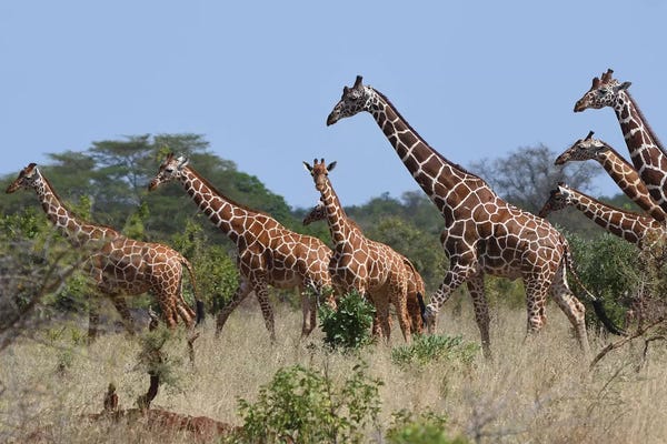 Elmar Weiss: Reticulated Giraffe Herd by Elmar Weiss