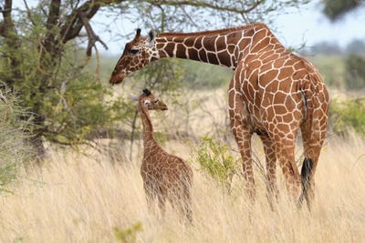 Reticulated Giraffe Mother And Child by Elmar Weiss framed canvas print