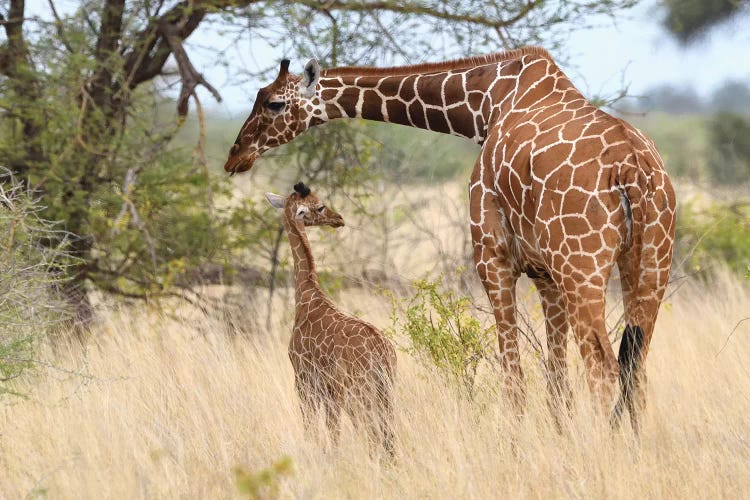 Reticulated Giraffe Mother And Child