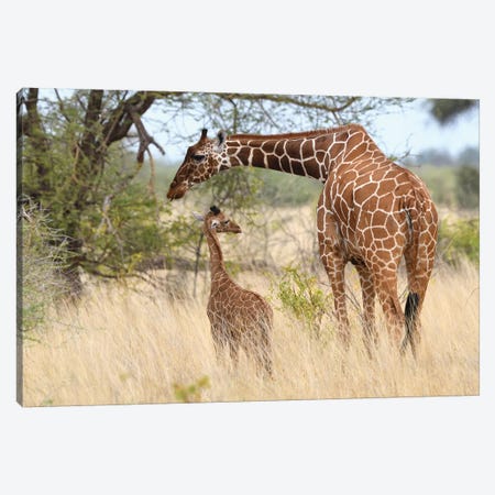 Reticulated Giraffe Mother And Child Canvas Print #ELM353} by Elmar Weiss Canvas Wall Art