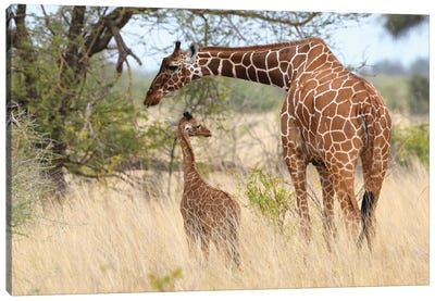 Reticulated Giraffe Mother And Child Canvas Art Print - Elmar Weiss