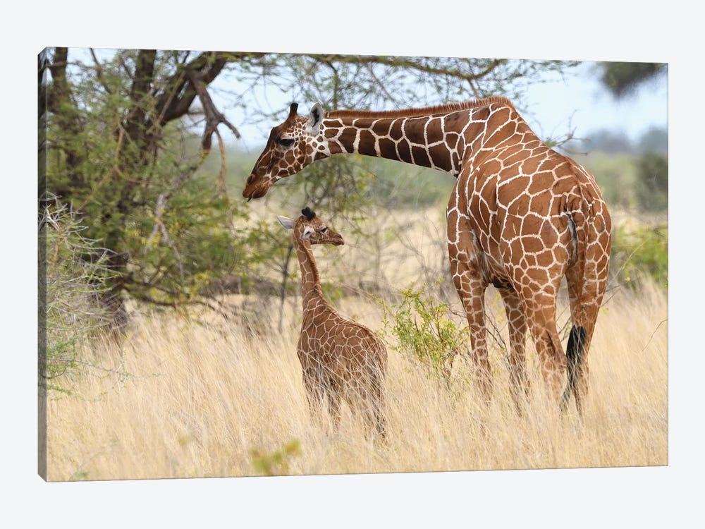 Reticulated Giraffe Mother And Child by Elmar Weiss 1-piece Canvas Art