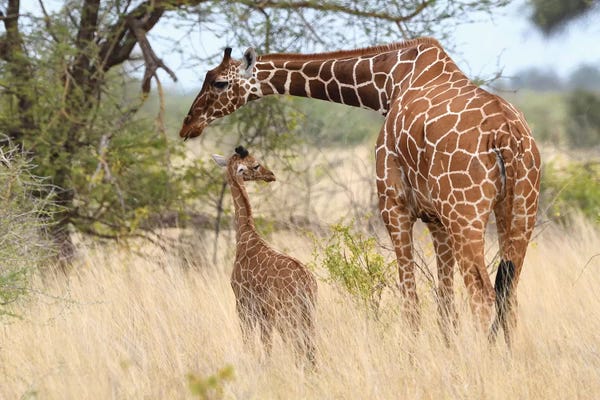 Reticulated Giraffe Mother And Child