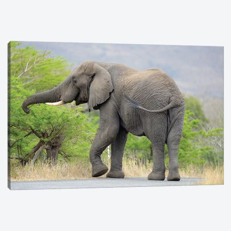 Road Blocking Elephant Canvas Print #ELM354} by Elmar Weiss Canvas Art Print