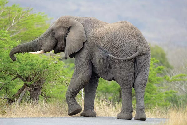 Elmar Weiss: Road Blocking Elephant by Elmar Weiss