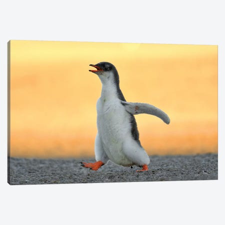 Running Gentoo Penguin Chick Canvas Print #ELM355} by Elmar Weiss Canvas Art Print