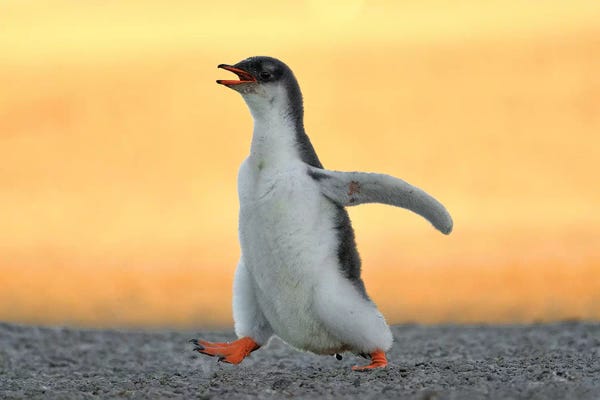 Elmar Weiss: Running Gentoo Penguin Chick by Elmar Weiss