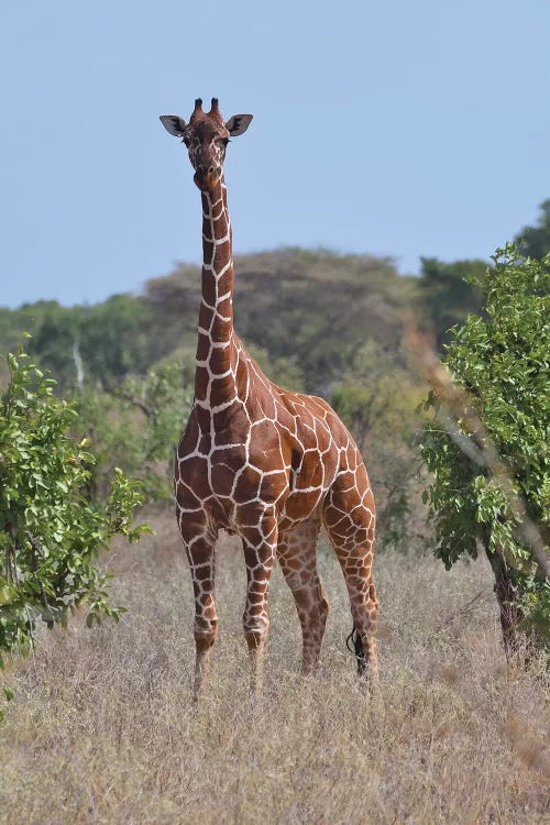 Reticulated Giraffe Frontal