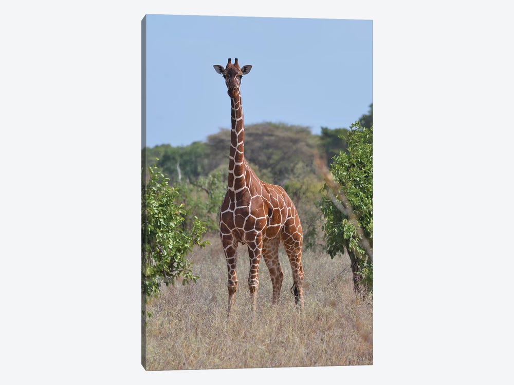 Reticulated Giraffe Frontal by Elmar Weiss 1-piece Canvas Print