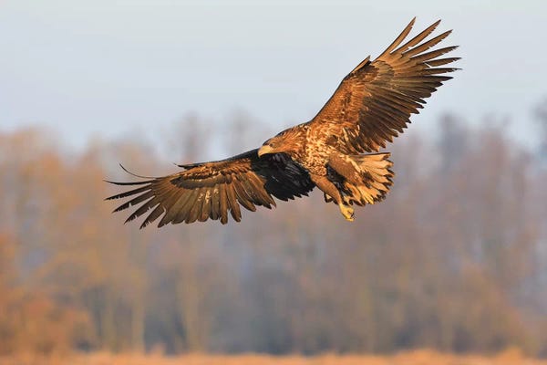 Elmar Weiss: Sea Eagle In Flight by Elmar Weiss