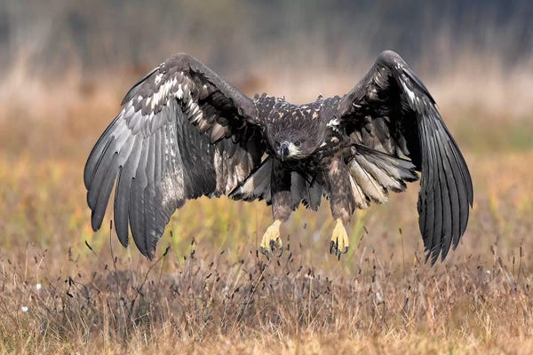 Elmar Weiss: Sea Eagle Landing by Elmar Weiss