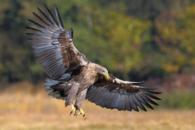 Sea Eagle by Elmar Weiss framed canvas print